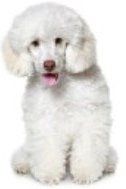 white Poodle